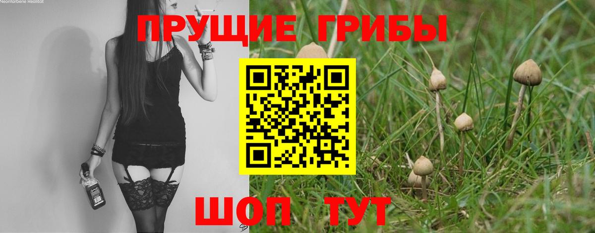 Псилоцибиновые грибы Psilocybe Благовещенск